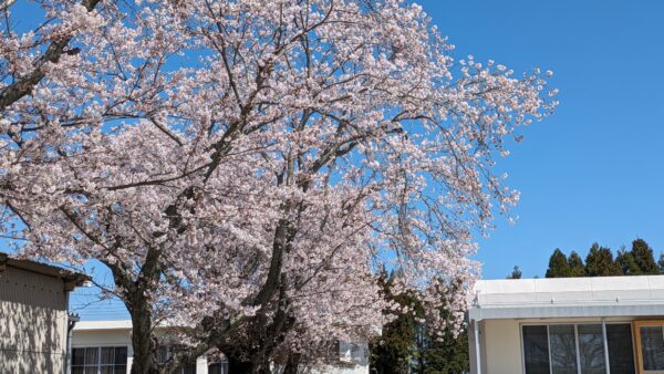 桜が満開になりました！